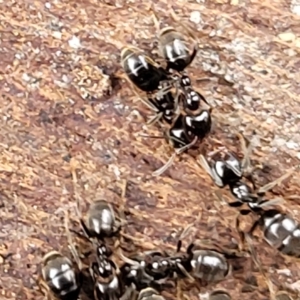 Anonychomyrma sp. (genus) at O'Connor, ACT - 12 Apr 2023 10:59 AM