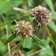 Euchiton sphaericus (star cudweed) at Banksia Street Wetland Corridor - 12 Apr 2023 by trevorpreston