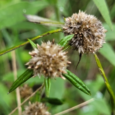 Euchiton sphaericus (Star Cudweed) at O'Connor, ACT - 12 Apr 2023 by trevorpreston