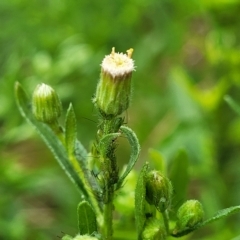 Erigeron sumatrensis (Tall Fleabane) at O'Connor, ACT - 12 Apr 2023 by trevorpreston