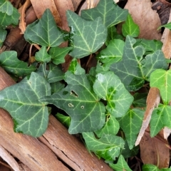 Hedera helix (Ivy) at Banksia Street Wetland Corridor - 12 Apr 2023 by trevorpreston