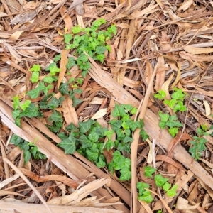 Hedera hibernica at Banksia Street Wetland Corridor - 12 Apr 2023 11:03 AM