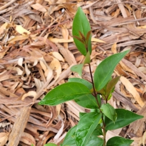 Ligustrum lucidum at O'Connor, ACT - 12 Apr 2023 11:03 AM