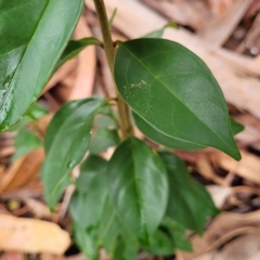 Ligustrum lucidum at O'Connor, ACT - 12 Apr 2023 11:03 AM