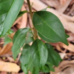 Ligustrum lucidum at O'Connor, ACT - 12 Apr 2023 11:03 AM