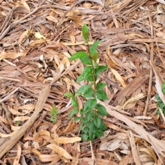 Ligustrum lucidum at O'Connor, ACT - 12 Apr 2023 11:03 AM