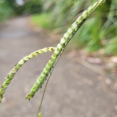 Paspalum dilatatum (Paspalum) at Banksia Street Wetland Corridor - 12 Apr 2023 by trevorpreston