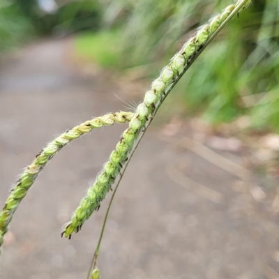 Paspalum dilatatum (Paspalum) at O'Connor, ACT - 12 Apr 2023 by trevorpreston