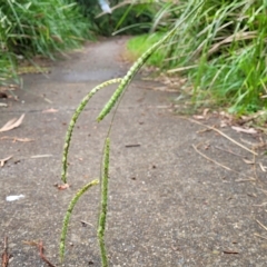 Paspalum dilatatum at O'Connor, ACT - 12 Apr 2023