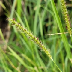 Setaria parviflora (Slender Pigeon Grass) at O'Connor, ACT - 12 Apr 2023 by trevorpreston