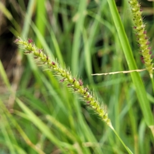 Setaria parviflora at O'Connor, ACT - 12 Apr 2023 11:01 AM