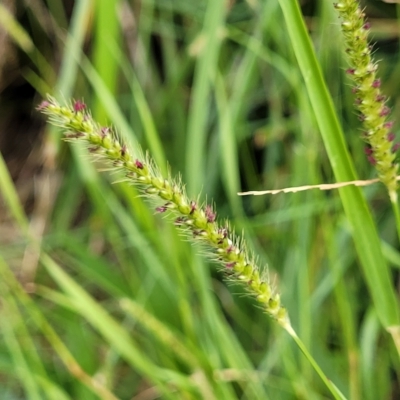 Setaria parviflora (Slender Pigeon Grass) at Banksia Street Wetland Corridor - 12 Apr 2023 by trevorpreston