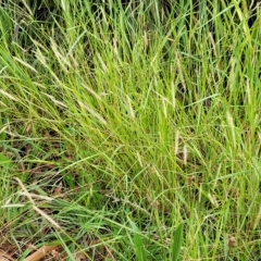 Setaria parviflora at O'Connor, ACT - 12 Apr 2023 11:01 AM