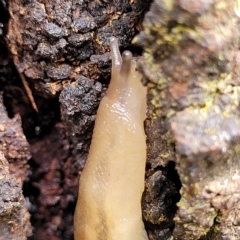 Ambigolimax sp. (valentius and waterstoni) (Striped Field Slug) at Banksia Street Wetland Corridor - 12 Apr 2023 by trevorpreston