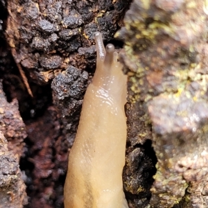 Ambigolimax sp. (valentius and waterstoni) at O'Connor, ACT - 12 Apr 2023 11:00 AM