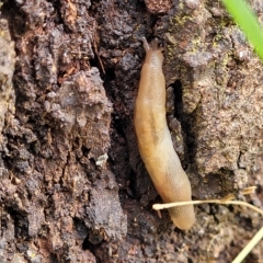 Ambigolimax nyctelia at O'Connor, ACT - 12 Apr 2023