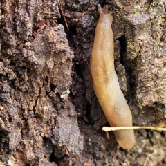 Ambigolimax nyctelia at O'Connor, ACT - 12 Apr 2023