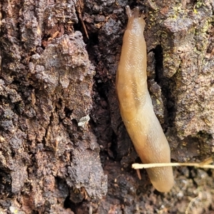 Ambigolimax sp. (valentius and waterstoni) at O'Connor, ACT - 12 Apr 2023 11:00 AM