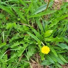 Taraxacum sect. Taraxacum (Dandelion) at Banksia Street Wetland Corridor - 12 Apr 2023 by trevorpreston