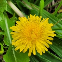 Taraxacum sect. Taraxacum at O'Connor, ACT - 12 Apr 2023 11:13 AM