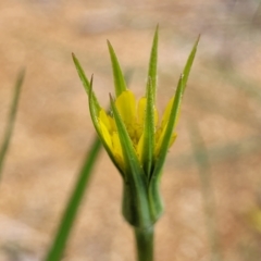 Tragopogon dubius (Goatsbeard) at Banksia Street Wetland Corridor - 12 Apr 2023 by trevorpreston