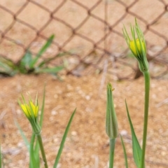 Tragopogon dubius at O'Connor, ACT - 12 Apr 2023