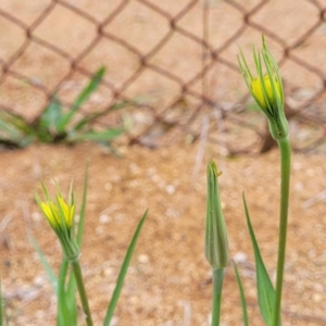 Tragopogon dubius at O'Connor, ACT - 12 Apr 2023