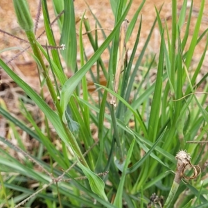 Tragopogon dubius at O'Connor, ACT - 12 Apr 2023