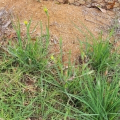 Tragopogon dubius at O'Connor, ACT - 12 Apr 2023