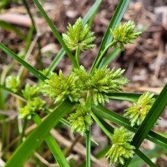 Cyperus eragrostis (Umbrella Sedge) at O'Connor, ACT - 12 Apr 2023 by trevorpreston