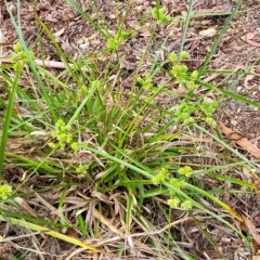 Cyperus eragrostis at O'Connor, ACT - 12 Apr 2023