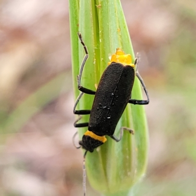 Chauliognathus lugubris (Plague Soldier Beetle) at Banksia Street Wetland Corridor - 12 Apr 2023 by trevorpreston