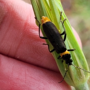 Chauliognathus lugubris at O'Connor, ACT - 12 Apr 2023 11:17 AM