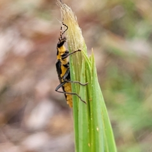 Chauliognathus lugubris at O'Connor, ACT - 12 Apr 2023