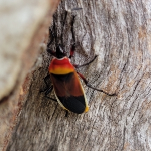 Dindymus versicolor at O'Connor, ACT - 12 Apr 2023