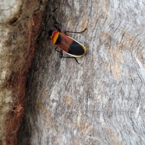 Dindymus versicolor at O'Connor, ACT - 12 Apr 2023