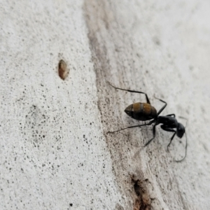 Camponotus aeneopilosus at O'Connor, ACT - 12 Apr 2023