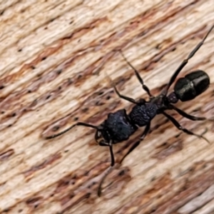 Rhytidoponera sp. (genus) at O'Connor, ACT - 12 Apr 2023