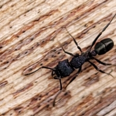Rhytidoponera sp. (genus) (Rhytidoponera ant) at O'Connor, ACT - 12 Apr 2023 by trevorpreston
