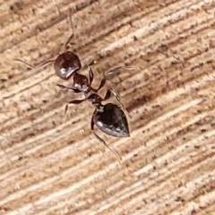 Crematogaster sp. (genus) (Acrobat ant, Cocktail ant) at O'Connor, ACT - 12 Apr 2023 by trevorpreston