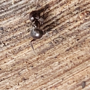 Crematogaster sp. (genus) at O'Connor, ACT - 12 Apr 2023 11:07 AM