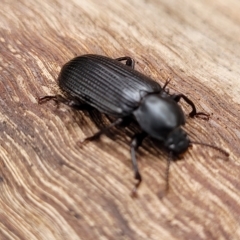 Meneristes australis (Darking beetle) at O'Connor, ACT - 12 Apr 2023 by trevorpreston