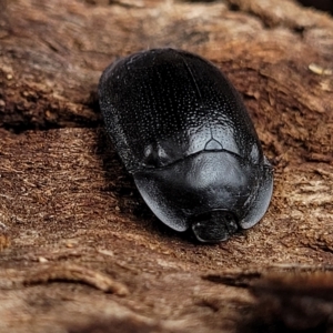 Pterohelaeus striatopunctatus at O'Connor, ACT - 12 Apr 2023 11:19 AM