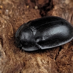 Pterohelaeus striatopunctatus at O'Connor, ACT - 12 Apr 2023