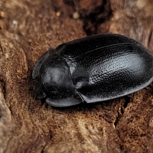 Pterohelaeus striatopunctatus at O'Connor, ACT - 12 Apr 2023 11:19 AM