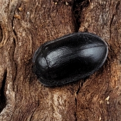 Pterohelaeus striatopunctatus at O'Connor, ACT - 12 Apr 2023