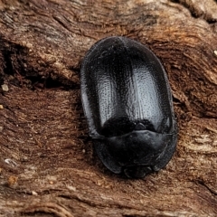 Pterohelaeus striatopunctatus at O'Connor, ACT - 12 Apr 2023