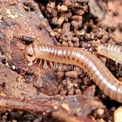 Spirobolida (order) (Spirobolid millipede) at Banksia Street Wetland Corridor - 12 Apr 2023 by trevorpreston