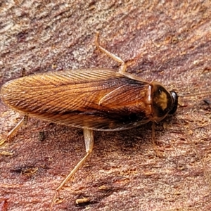 Robshelfordia circumducta at O'Connor, ACT - 12 Apr 2023 10:59 AM