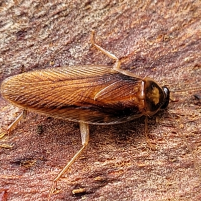 Robshelfordia circumducta (Shelford's Variable Cockroach) at Banksia Street Wetland Corridor - 12 Apr 2023 by trevorpreston